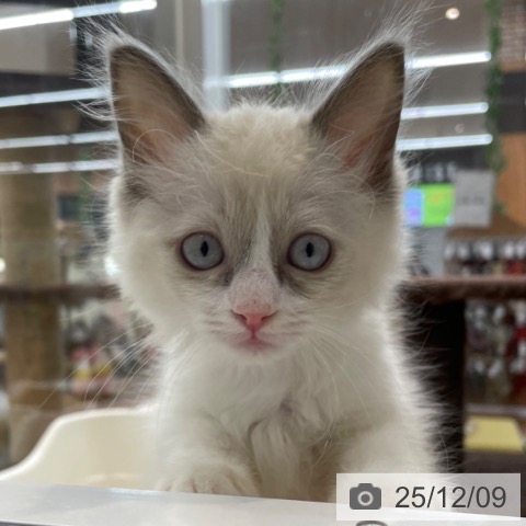 ラグドールの写真