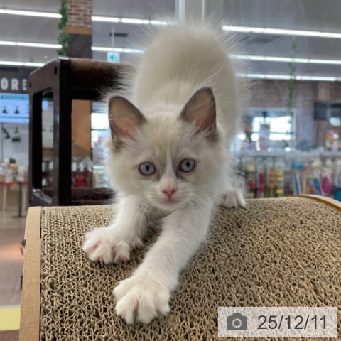 ラグドールの写真