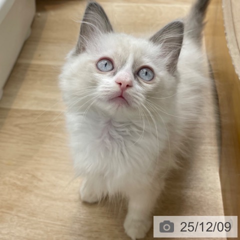 ラグドールの写真