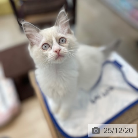 神奈川県のラグドール (ペットプラス 相模原並木店/2025年9月25日生まれ/女の子/ブルーポイントバイカラー)の子猫の4枚目の画像