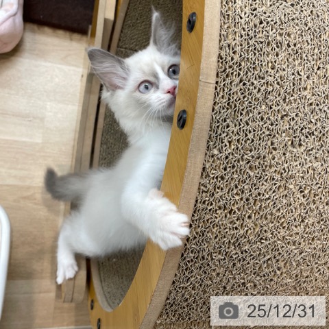 神奈川県のラグドール (ペットプラス 相模原並木店/2025年9月25日生まれ/女の子/ブルーポイントバイカラー)の子猫の4枚目の画像