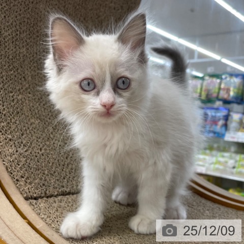 ラグドールの写真