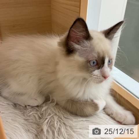 群馬県のラグドール (ペットプラス イオンモール太田店/2025年9月25日生まれ/女の子/シールポイントバイカラー)の子猫の4枚目の画像