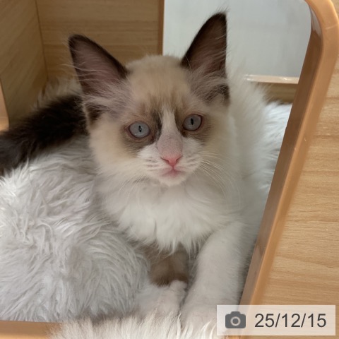 群馬県のラグドール (ペットプラス イオンモール太田店/2025年9月25日生まれ/女の子/シールポイントバイカラー)の子猫の3枚目の画像