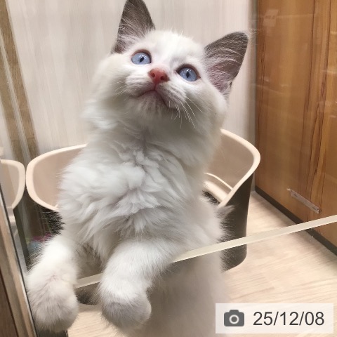 神奈川県のラグドール (ペットプラス 川崎ルフロン店/2025年9月12日生まれ/女の子/ブルーポイントバイカラー)の子猫の3枚目の画像