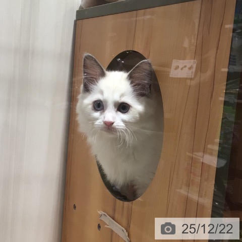 神奈川県のラグドール (ペットプラス 川崎ルフロン店/2025年9月12日生まれ/女の子/ブルーポイントバイカラー)の子猫の4枚目の画像