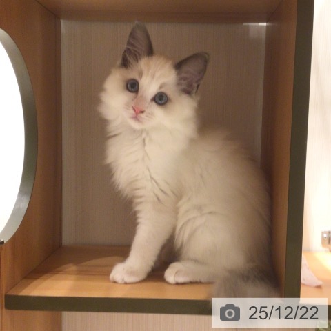 神奈川県のラグドール (ペットプラス 川崎ルフロン店/2025年9月12日生まれ/女の子/ブルーポイントバイカラー)の子猫の3枚目の画像