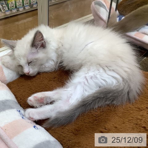 埼玉県のラグドール (ペットプラス 羽生店/2025年9月9日生まれ/男の子/ブルーポイントバイカラー)の子猫の4枚目の画像