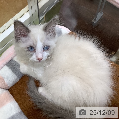 埼玉県のラグドール (ペットプラス 羽生店/2025年9月9日生まれ/男の子/ブルーポイントバイカラー)の子猫の3枚目の画像