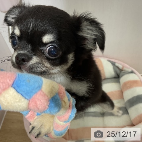 長野県のチワワ(ロング) (ペットプラス 長野店/2025年9月23日生まれ/男の子/ブラックタンホワイト)の子犬の4枚目の画像