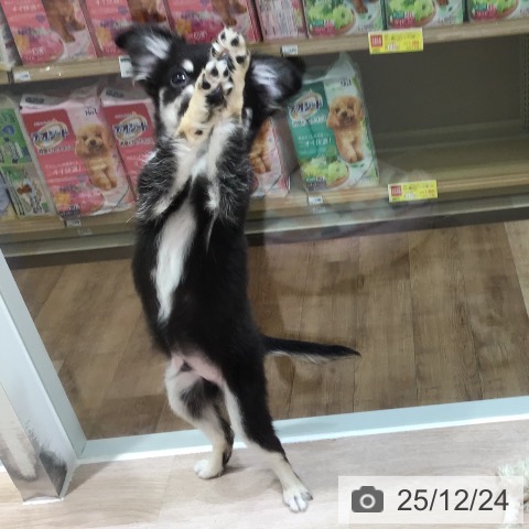 長野県のチワワ(ロング) (ペットプラス 長野店/2025年9月23日生まれ/男の子/ブラックタンホワイト)の子犬の4枚目の画像