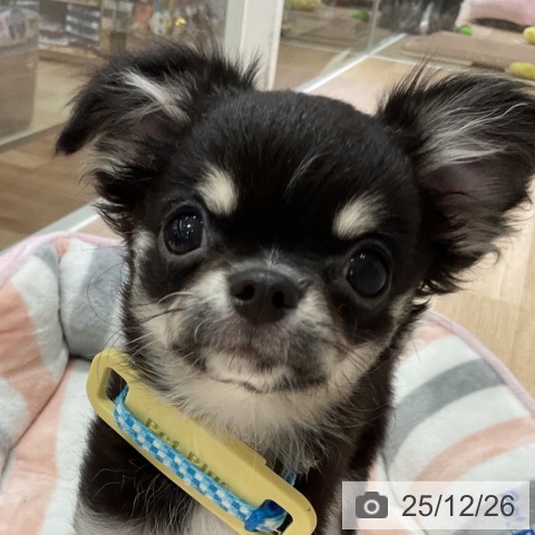 長野県のチワワ(ロング) (ペットプラス 長野店/2025年9月23日生まれ/男の子/ブラックタンホワイト)の子犬の4枚目の画像