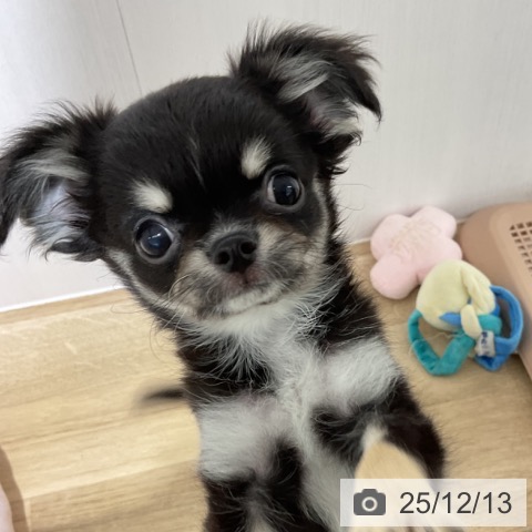 長野県のチワワ(ロング) (ペットプラス 長野店/2025年9月23日生まれ/男の子/ブラックタンホワイト)の子犬の3枚目の画像