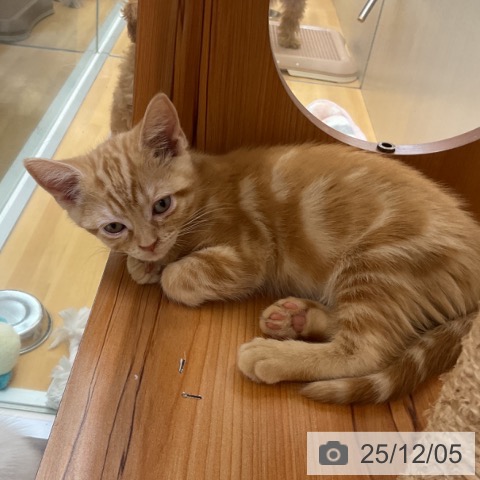 千葉県のアメリカンショートヘアー (ペットプラス 八千代緑が丘店/2025年10月1日生まれ/男の子/レッドタビー)の子猫の3枚目の画像