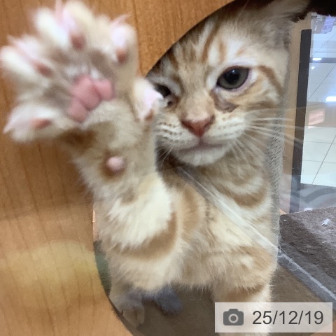 千葉県のアメリカンショートヘアー (ペットプラス 八千代緑が丘店/2025年10月1日生まれ/男の子/レッドタビー)の子猫の3枚目の画像