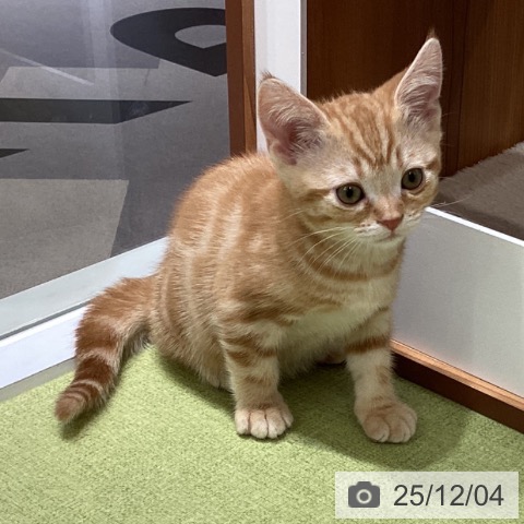 アメリカンショートヘアの写真