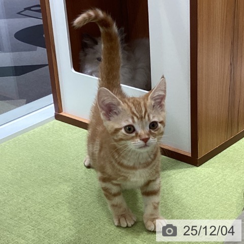 アメリカンショートヘアの写真