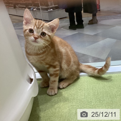 埼玉県のアメリカンショートヘアー (ペットプラス 川口店/2025年10月1日生まれ/男の子/レッドタビー)の子猫の3枚目の画像