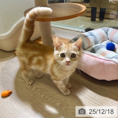 東京都のアメリカンショートヘアー (ペットプラス 板橋店/2025年10月1日生まれ/男の子/レッドタビー)の子猫の4枚目の画像