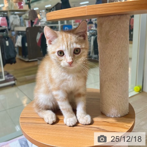 東京都のアメリカンショートヘアー (ペットプラス 板橋店/2025年10月1日生まれ/男の子/レッドタビー)の子猫の3枚目の画像