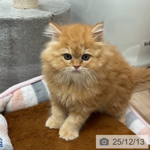 埼玉県のサイベリアン (ペットプラス 与野店/2025年10月1日生まれ/男の子/レッドタビー)の子猫の4枚目の画像