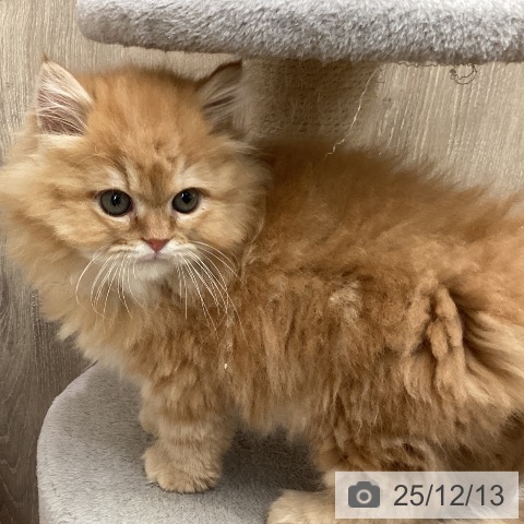 埼玉県のサイベリアン (ペットプラス 与野店/2025年10月1日生まれ/男の子/レッドタビー)の子猫の3枚目の画像