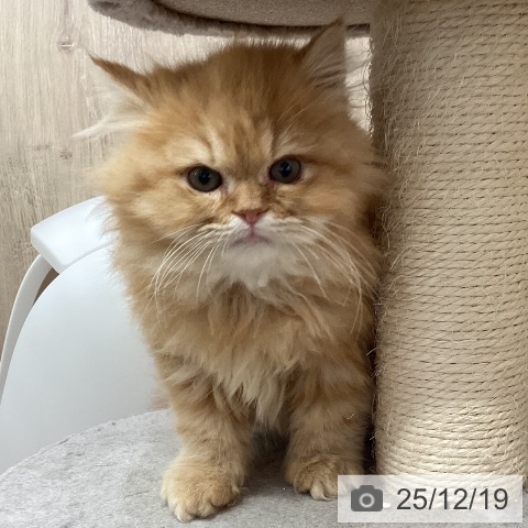 埼玉県のサイベリアン (ペットプラス 与野店/2025年10月1日生まれ/男の子/レッドタビー)の子猫の3枚目の画像