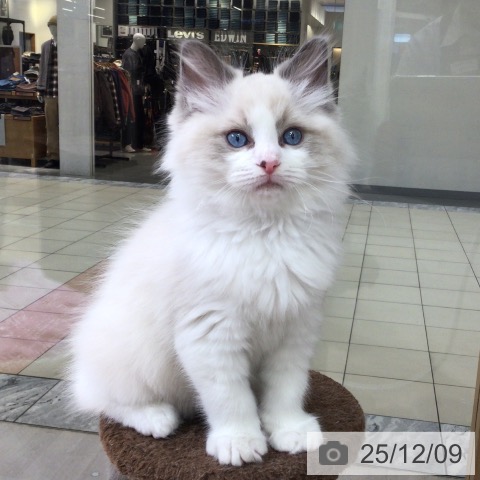 東京都のラグドール (ペットプラス 日の出店/2025年10月3日生まれ/男の子/ブルーポイントバイカラー)の子猫の3枚目の画像