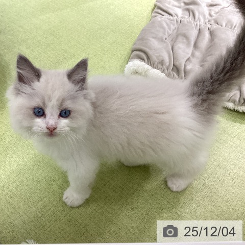 ラグドールの写真