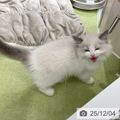 ラグドールの写真