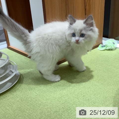 埼玉県のラグドール (ペットプラス 川口店/2025年10月3日生まれ/男の子/ブルーポイントバイカラー)の子猫の4枚目の画像