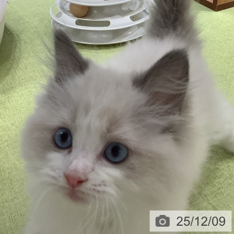 埼玉県のラグドール (ペットプラス 川口店/2025年10月3日生まれ/男の子/ブルーポイントバイカラー)の子猫の3枚目の画像