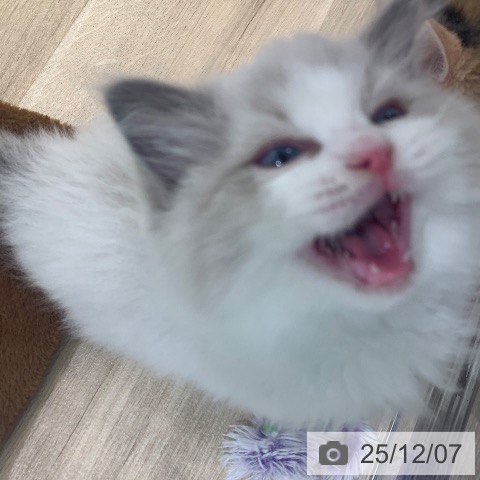 ラグドールの写真