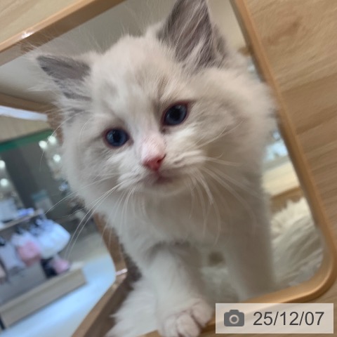 ラグドールの写真