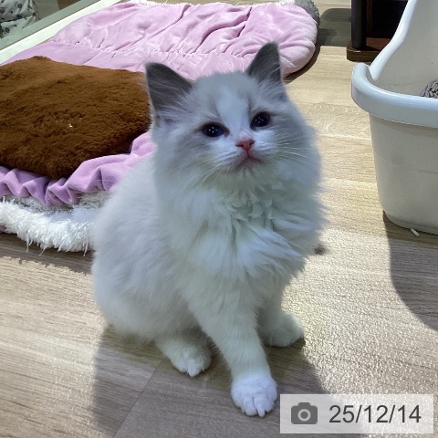 東京都のラグドール (ペットプラス 東久留米店/2025年10月3日生まれ/女の子/ブルーポイントバイカラー)の子猫の4枚目の画像