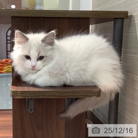 東京都のラグドール (ペットプラス 東久留米店/2025年10月3日生まれ/女の子/ブルーポイントバイカラー)の子猫の3枚目の画像