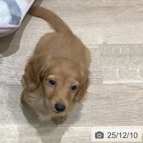 岩手県のミニチュアダックスフンド(ロング) (ペットプラス 盛岡南店/2025年10月1日生まれ/男の子/ゴールド)の子犬の3枚目の画像