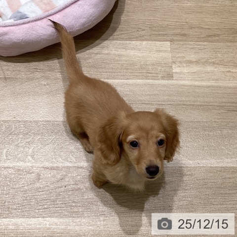 岩手県のミニチュアダックスフンド(ロング) (ペットプラス 盛岡南店/2025年10月1日生まれ/男の子/ゴールド)の子犬の3枚目の画像