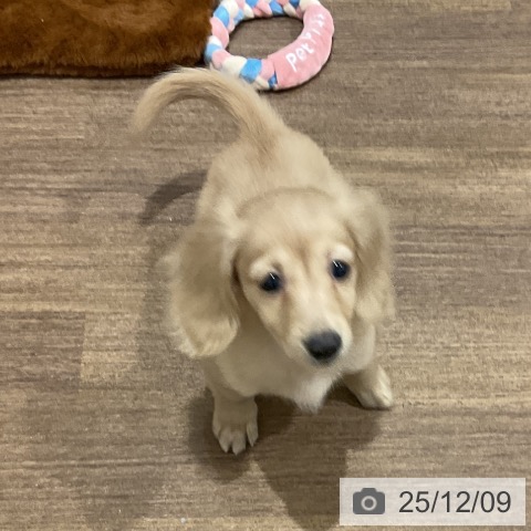 埼玉県のミニチュアダックスフンド(ロング) (ペッツワン 吉川美南店/2025年10月1日生まれ/女の子/イエロー)の子犬の4枚目の画像