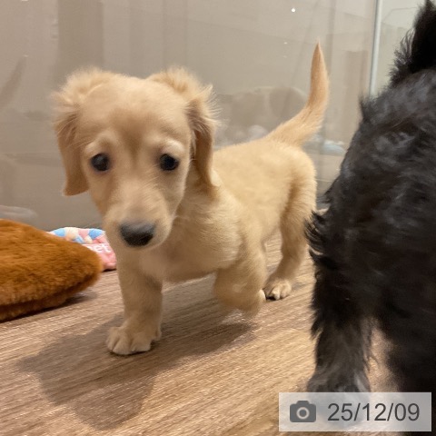 埼玉県のミニチュアダックスフンド(ロング) (ペッツワン 吉川美南店/2025年10月1日生まれ/女の子/イエロー)の子犬の3枚目の画像