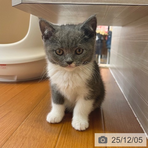 ブリティッシュショートヘアの写真