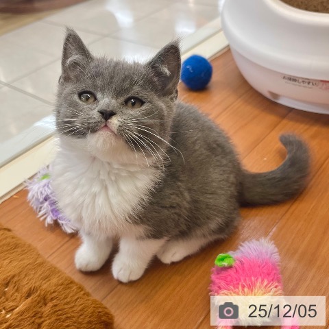 ブリティッシュショートヘアの写真