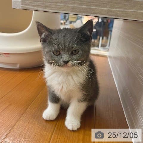 ブリティッシュショートヘアの写真