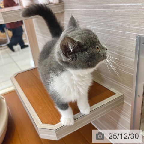 東京都のブリティッシュショートヘアー (ペットプラス 板橋店/2025年9月25日生まれ/男の子/ブルーホワイト)の子猫の4枚目の画像