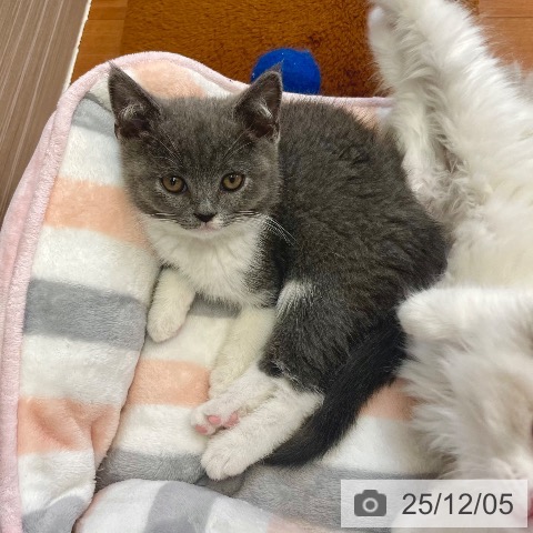 ブリティッシュショートヘアの写真