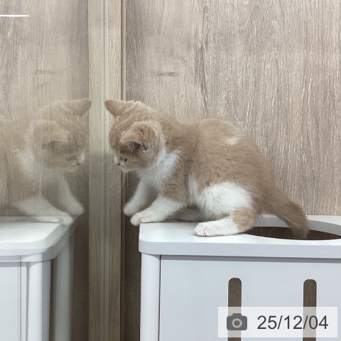 ブリティッシュショートヘアの写真