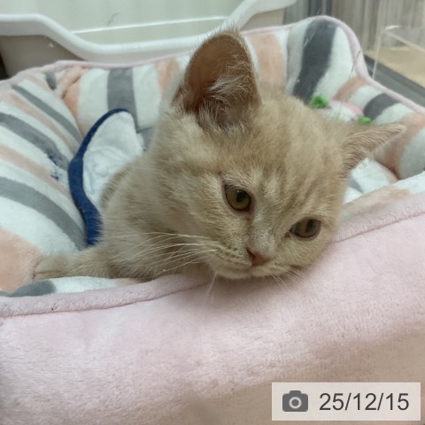 群馬県のブリティッシュショートヘアー (ペットプラス イオンモール太田店/2025年9月25日生まれ/男の子/クリームタビー)の子猫の3枚目の画像