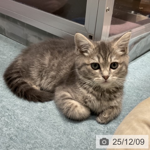 埼玉県のマンチカン (ペットプラス コクーンシティ店/2025年9月26日生まれ/女の子/ブルータビー)の子猫の4枚目の画像