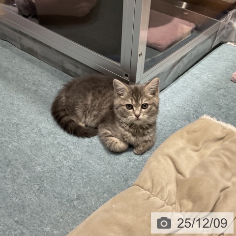 埼玉県のマンチカン (ペットプラス コクーンシティ店/2025年9月26日生まれ/女の子/ブルータビー)の子猫の3枚目の画像