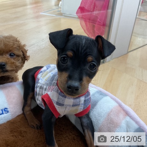 ミニチュア・ピンシャーの写真